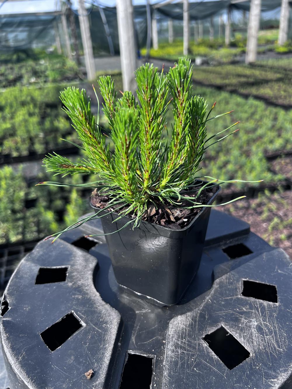 Сосна горная ф. мугус - Pinus mugo var. mughus, саженцы в контейнере Р9 — питомник АСТРОБИ — фото 6
