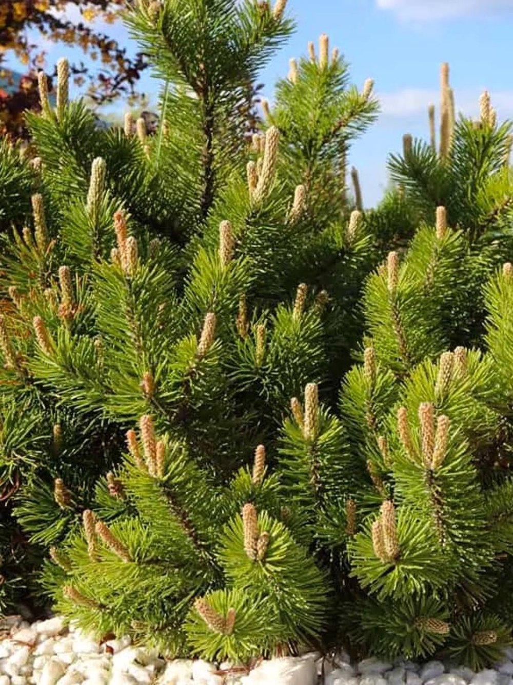 Сосна горная ф. мугус - Pinus mugo var. mughus, саженцы в контейнере Р9 — питомник АСТРОБИ