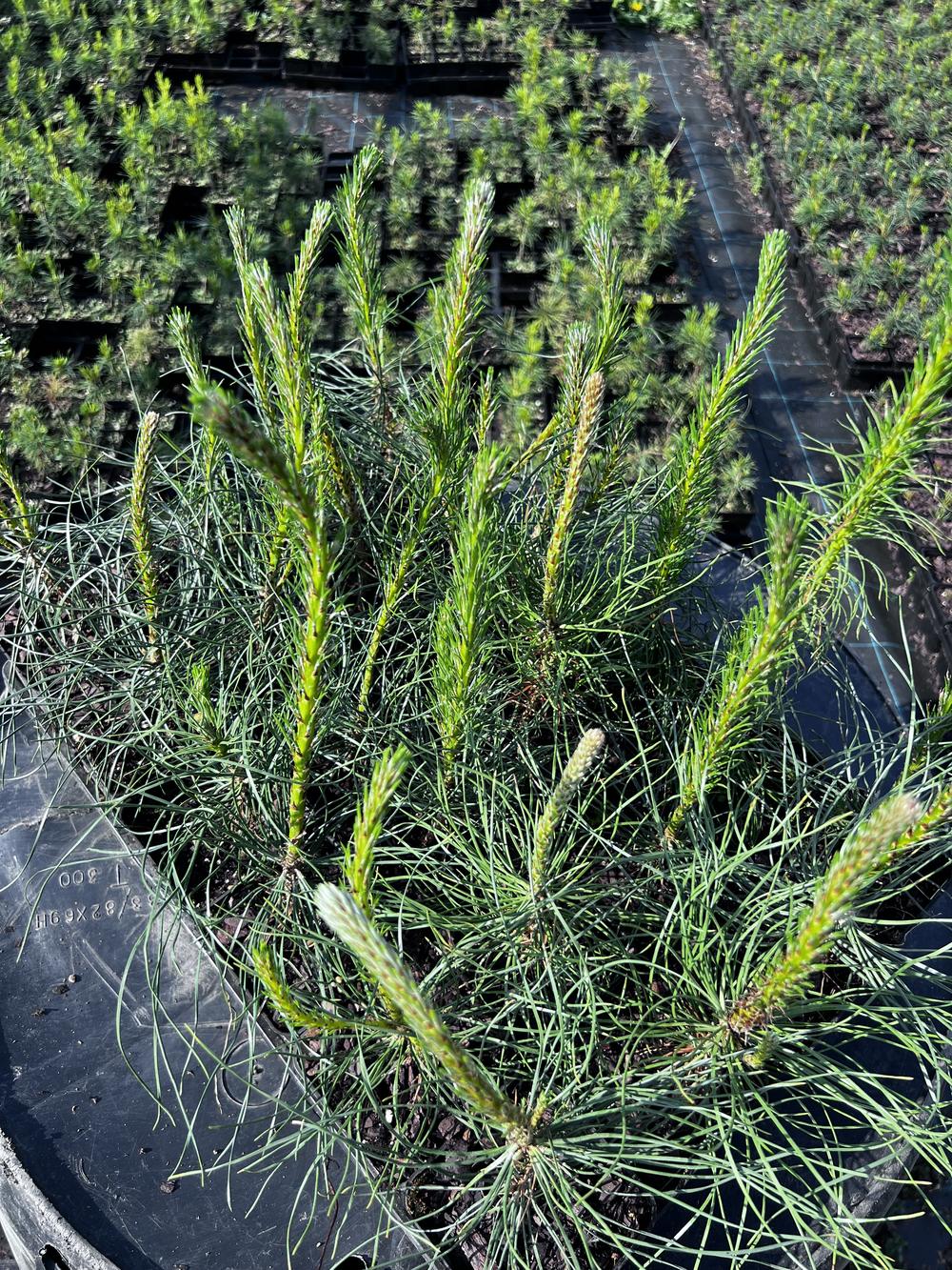 Сосна чёрная австрийская — Pinus nigra austriaca, саженцы в контейнере Р9 — питомник АСТРОБИ — фото 3