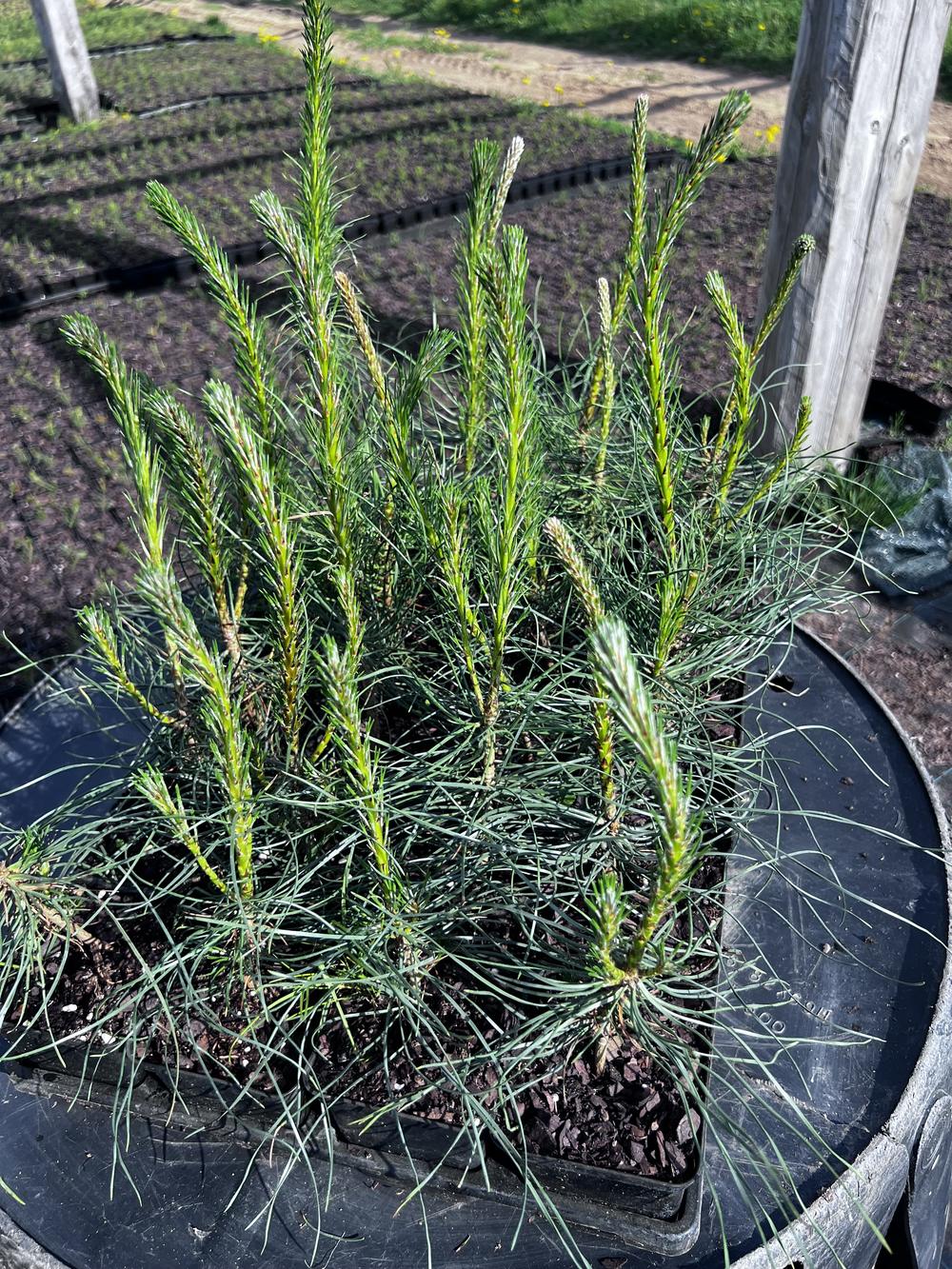 Сосна чёрная австрийская — Pinus nigra austriaca, саженцы в контейнере Р9 — питомник АСТРОБИ — фото 4