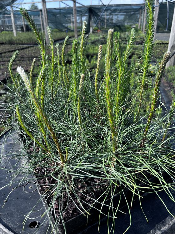 Сосна чёрная австрийская — Pinus nigra austriaca  саженцы в контейнере Р9 — фото 5