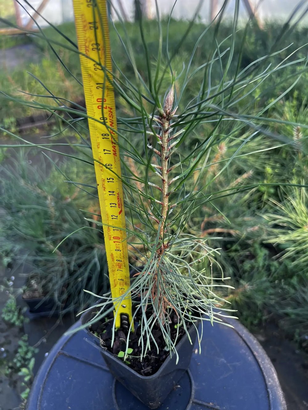 Сосна чёрная австрийская — Pinus nigra austriaca, саженцы в контейнере Р9 — питомник АСТРОБИ — фото 2