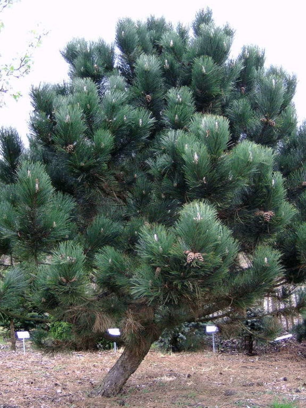 Сосна чёрная австрийская — Pinus nigra austriaca, саженцы в контейнере Р9 — питомник АСТРОБИ