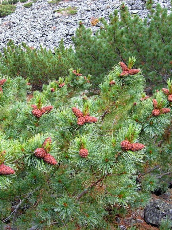Кедровый стланик (2 года) — Pinus pumila  саженцы в контейнере Р9