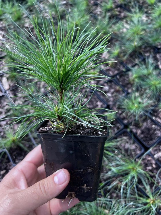 Кедровый стланик (2 года) — Pinus pumila  саженцы в контейнере Р9 — фото 3