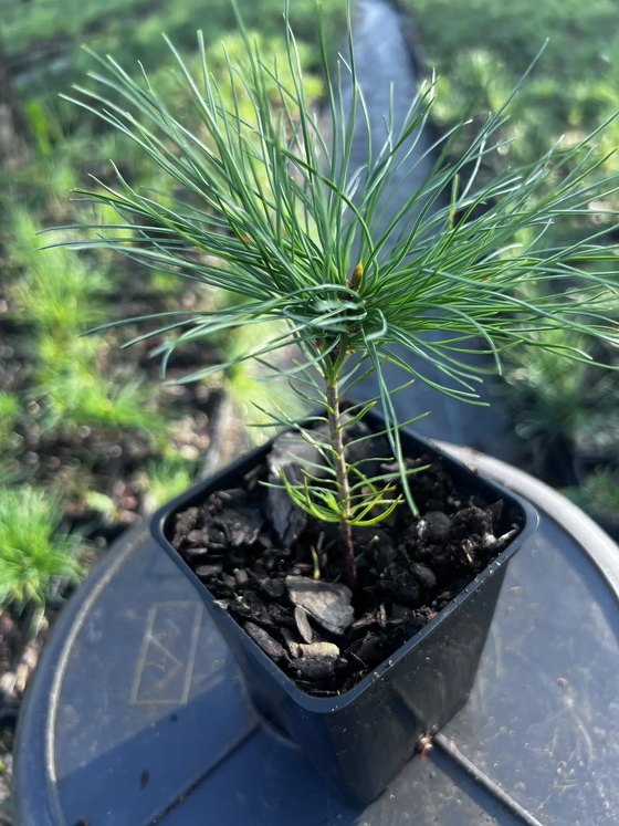 Кедровый стланик (2 года) — Pinus pumila  саженцы в контейнере Р9 — фото 5