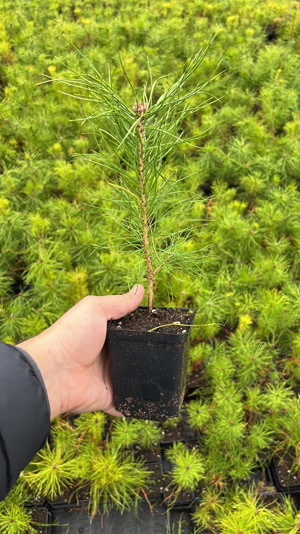Сосна обыкновенная (Подвой) — Pinus sylvestris, саженцы в контейнере Р9 — питомник АСТРОБИ — фото 2