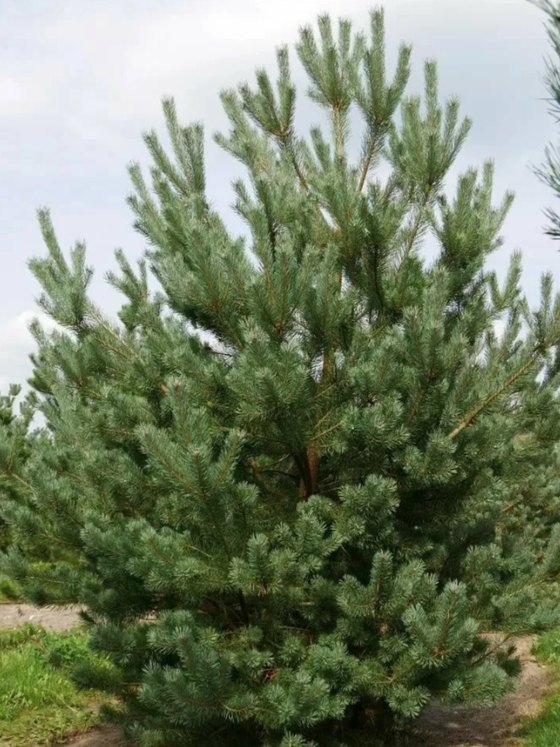 Сосна обыкновенная (Подвой) — Pinus sylvestris  саженцы в контейнере Р9 — фото 6