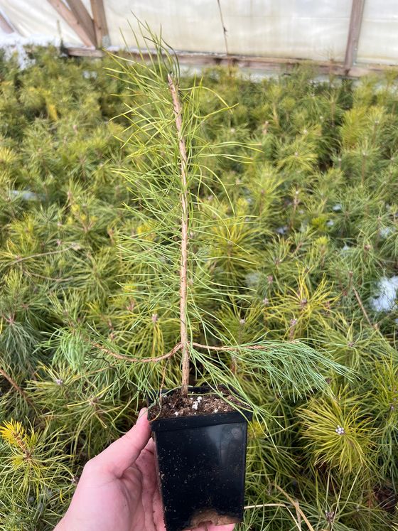 Сосна обыкновенная (Подвой) — Pinus sylvestris  саженцы в контейнере Р9 — фото 3