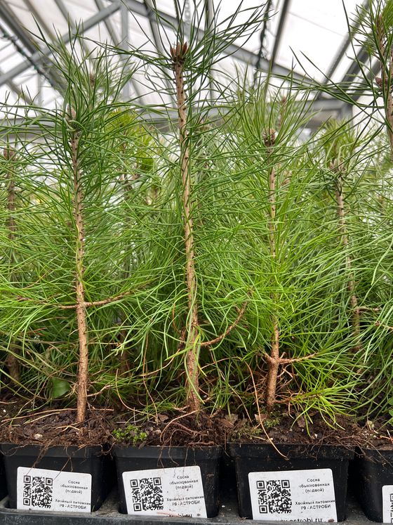 Сосна обыкновенная (Подвой) — Pinus sylvestris  саженцы в контейнере Р9 — фото 4