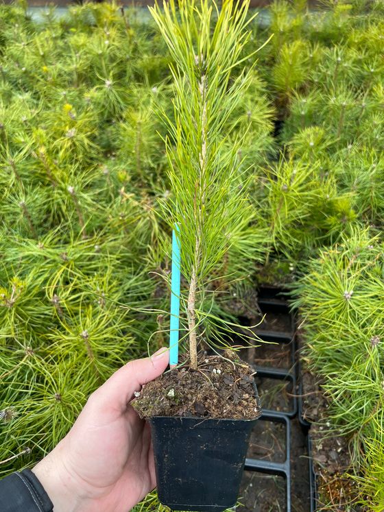 Сосна обыкновенная (Подвой) — Pinus sylvestris  саженцы в контейнере Р9 — фото 5