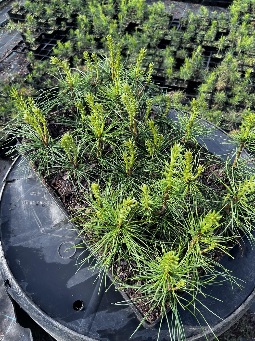 Сосна кедровая сибирская (2-3 года) — Pinus sibirica, саженцы в контейнере Р9 — питомник АСТРОБИ — фото 2