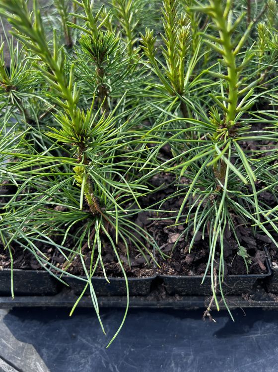 Сосна кедровая сибирская (2-3 года) — Pinus sibirica  саженцы в контейнере Р9 — фото 3