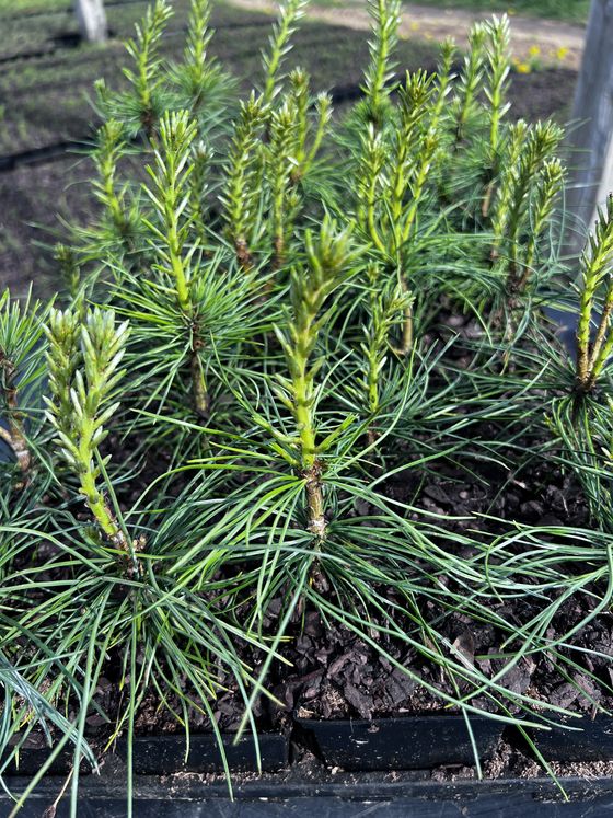 Сосна кедровая сибирская (2-3 года) — Pinus sibirica  саженцы в контейнере Р9 — фото 4
