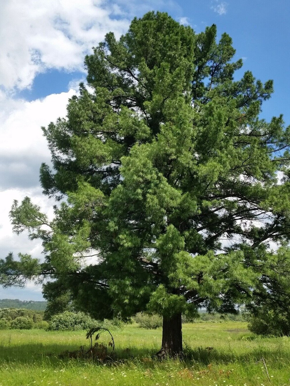 Сосна кедровая сибирская (2-3 года) — Pinus sibirica, саженцы в контейнере Р9 — питомник АСТРОБИ