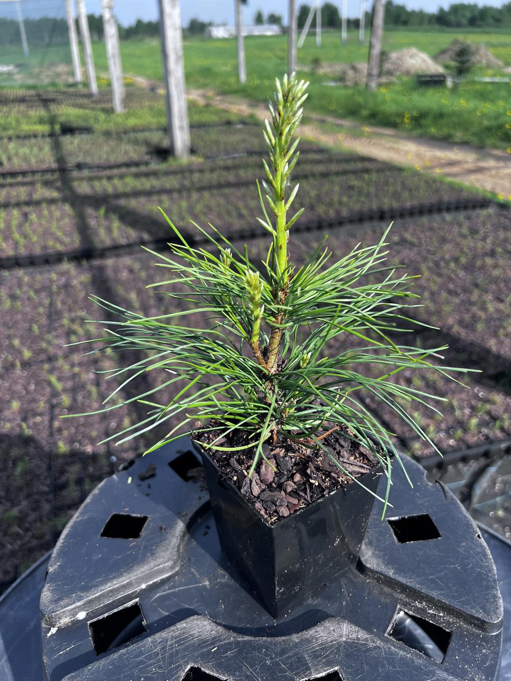 Сосна кедровая сибирская (2-3 года) — Pinus sibirica, саженцы в контейнере Р9 — питомник АСТРОБИ — фото 5
