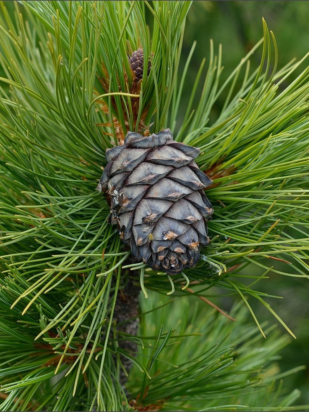 Сосна кедровая сибирская (2-3 года) — Pinus sibirica, саженцы в контейнере Р9 — питомник АСТРОБИ — фото 7