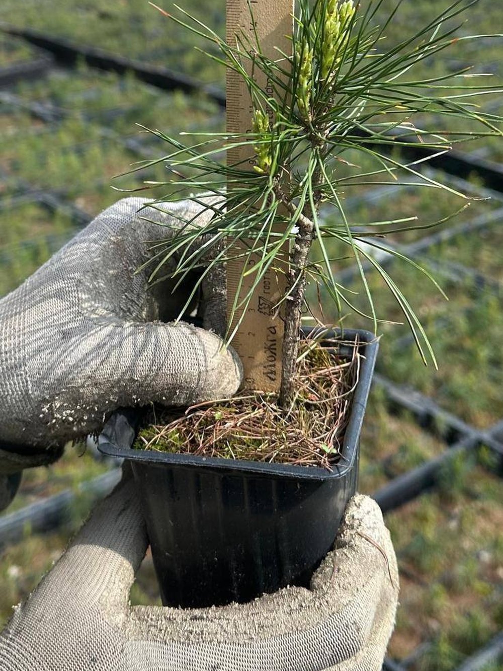Сосна кедровая сибирская (2-3 года) — Pinus sibirica, саженцы в контейнере Р9 — питомник АСТРОБИ — фото 6