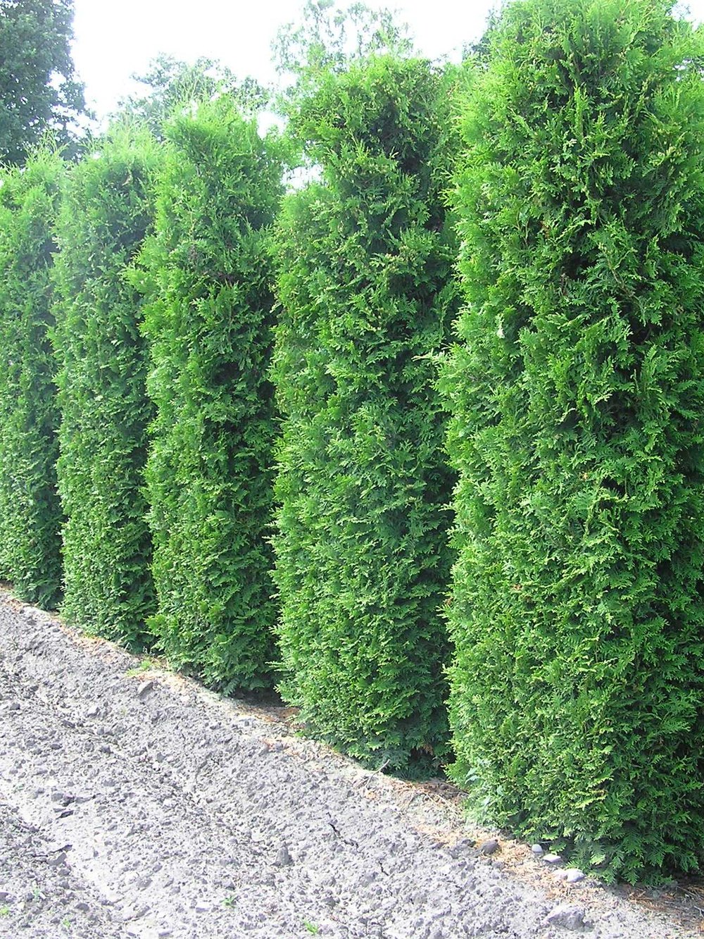 Туя западная Брабант — Thuja occidentalis Brabant, саженцы в контейнере Р9 — питомник АСТРОБИ