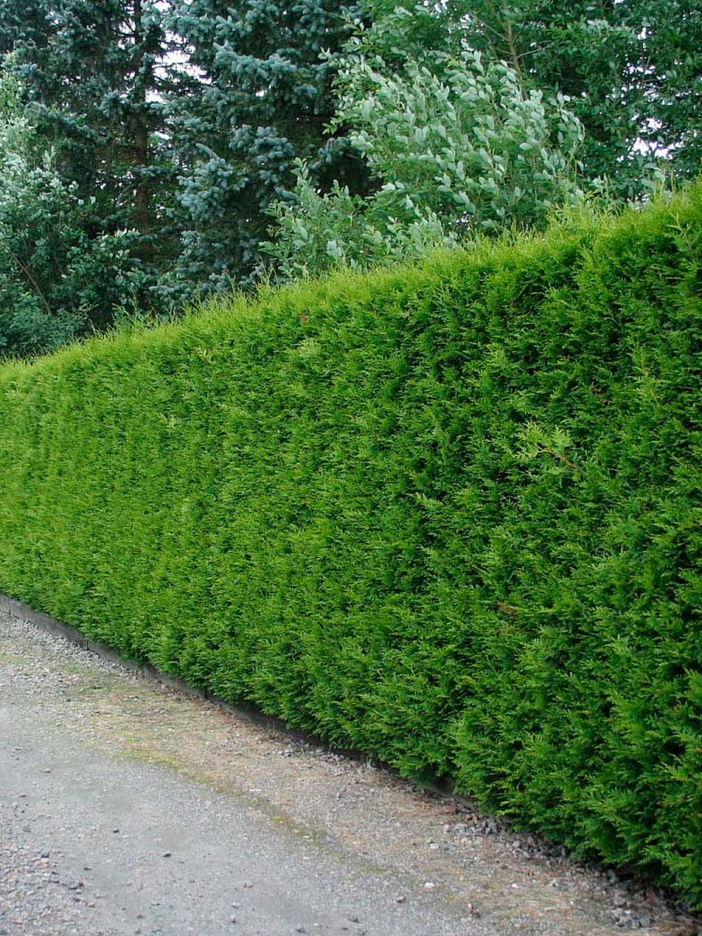 Туя западная Брабант — Thuja occidentalis Brabant, саженцы в контейнере Р9 — питомник АСТРОБИ — фото 3