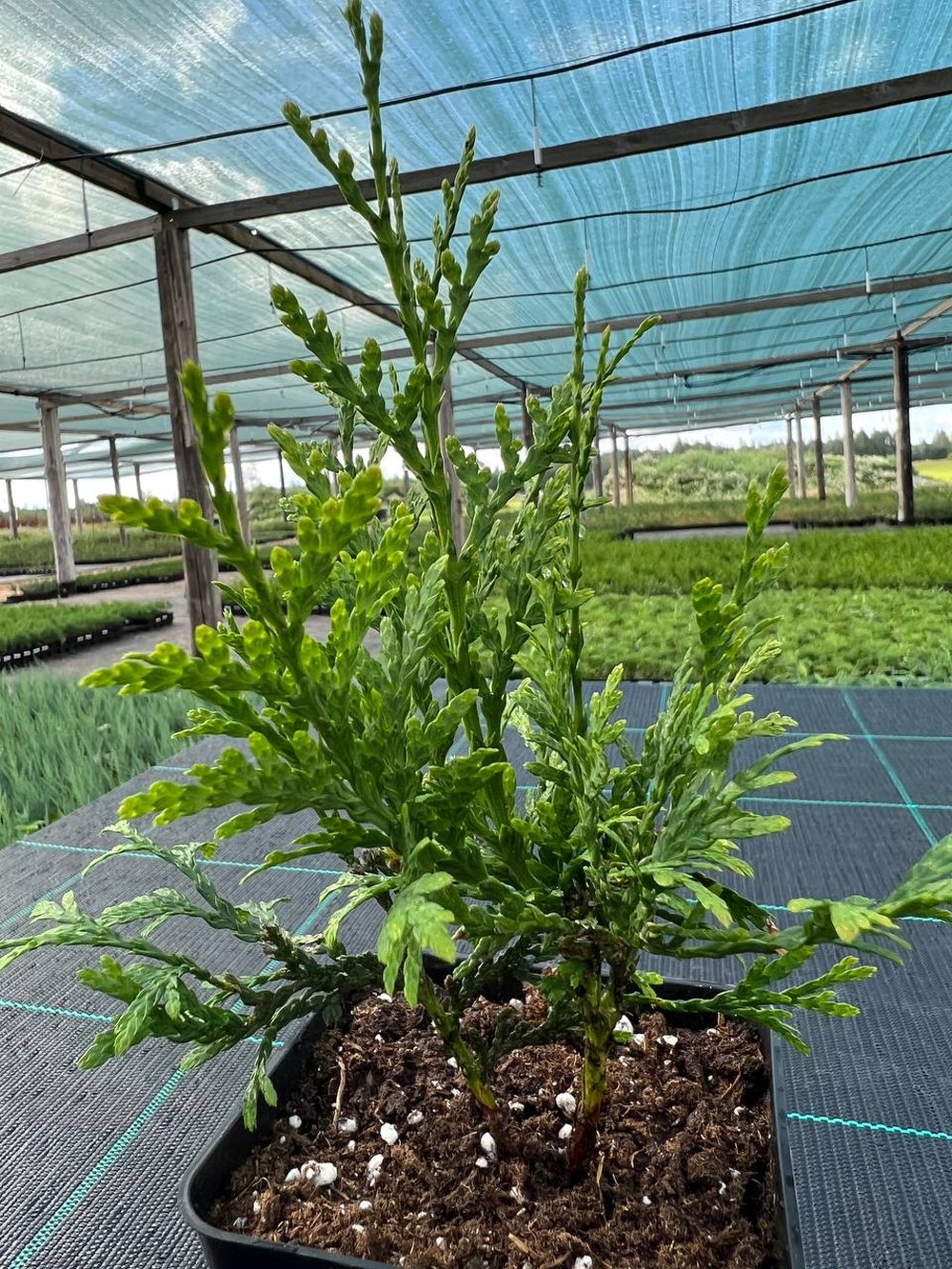 Туя западная Брабант — Thuja occidentalis Brabant, саженцы в контейнере Р9 — питомник АСТРОБИ — фото 4