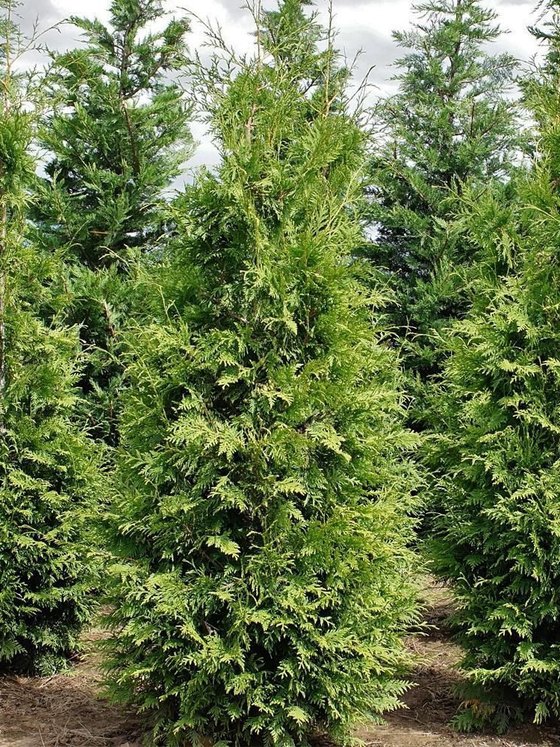 Туя западная Брабант — Thuja occidentalis Brabant  саженцы в контейнере Р9 — фото 2
